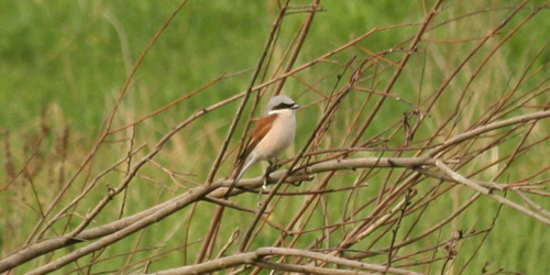 Grauwe Klauwier - Lanius collurio - Foto: Jeroen Breidenbach