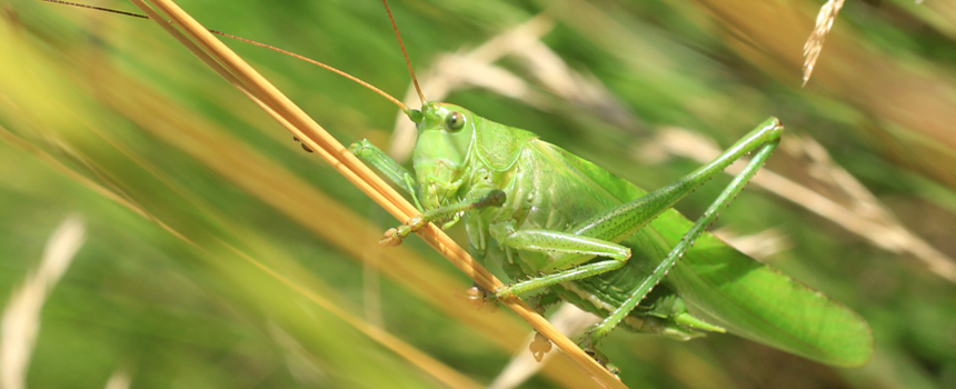 Grote Groene Sabelsprinkhaan - Tettigonia viridissima - Foto: Jeroen Breidenbach