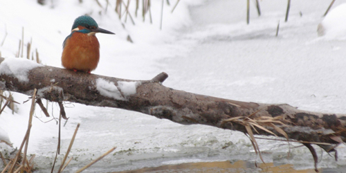 IJsvogel - Alcedo atthis - Foto: Jeroen Breidenbach