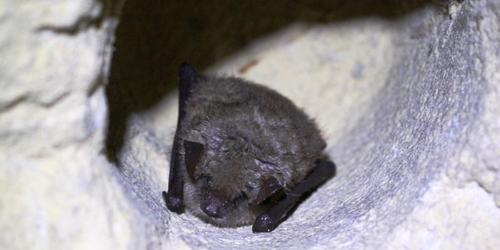 Ingekorven Vleermuis - Myotis emarginatus- Foto: Jeroen Breidenbach