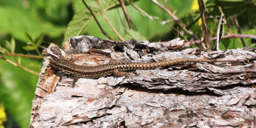 Muurhagedis - Podarcis muralis - Foto: Jeroen Breidenbach