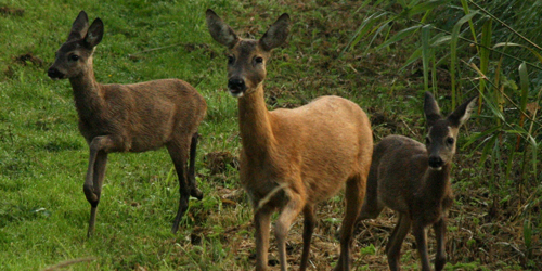 Reeën Capreolus capreolus - Foto: Jeroen Breidenbach