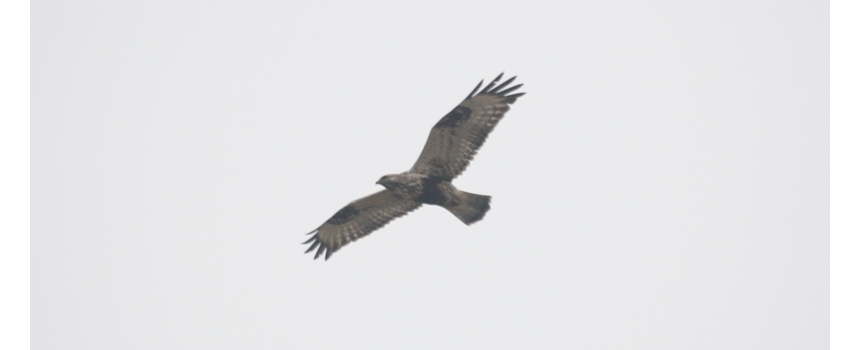 Ruigpootbuizerd - Buteo lagopus - Foto: Jeroen Breidenbach