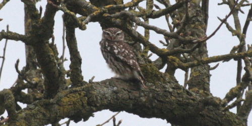 Steenuil - Athene noctua - Foto: Jeroen Breidenbach