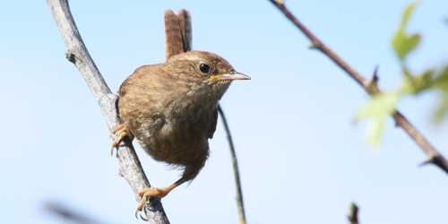 Winterkoning - Troglodytes troglodytes - Foto: Jeroen Breidenbach