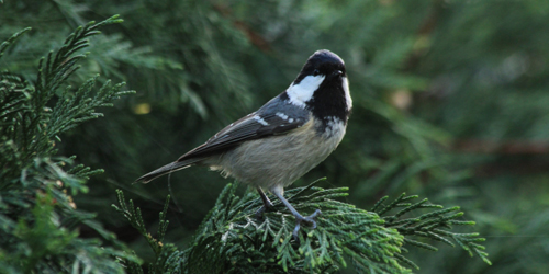 Zwarte Mees - Periparus ater - Foto: Jeroen Breidenbach