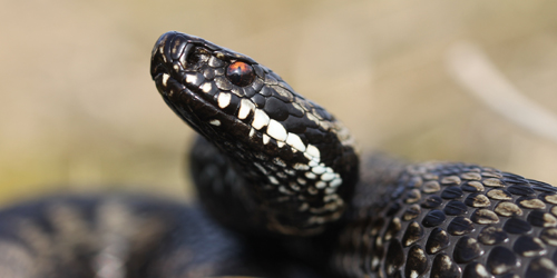 Adder - Foto: Jelmer Groen