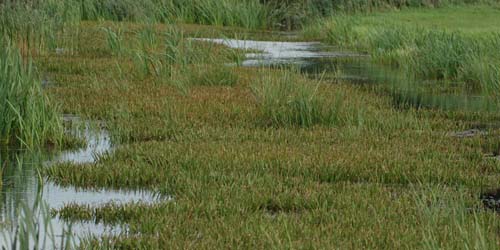 Natuurgebied De Deelen - Foto: Bureau FaunaX