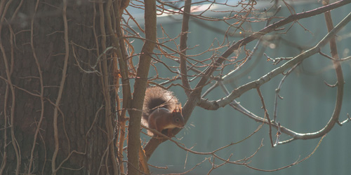 Rode eekhoorn - Foto: Ümit Dolap