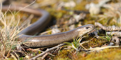 Hazelworm - Foto: Jelmer Groen