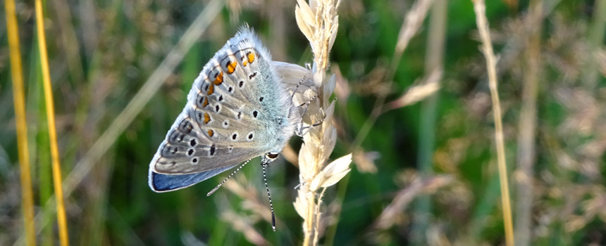 Icarusblauwtje - Foto: Tineke de Boer