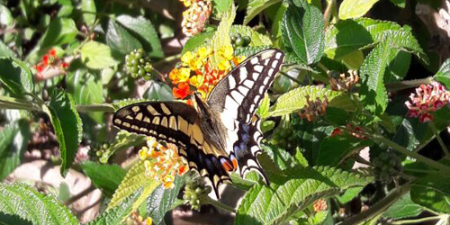 Koninginnepage - Foto: Tineke de Boer