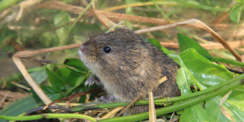 Noordse woelmuis - Foto: Bureau FaunaX