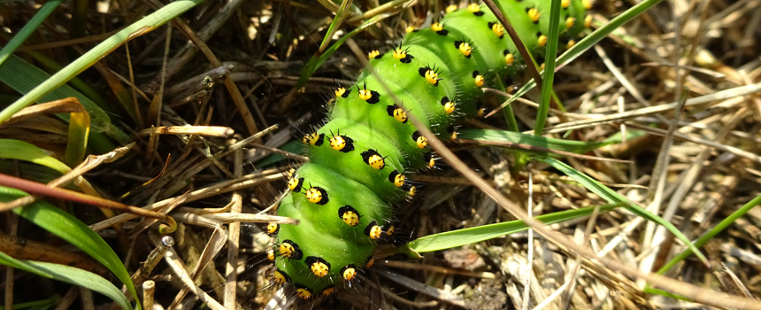 Rups van een nachtpauwoog - Foto: Tineke de Boer