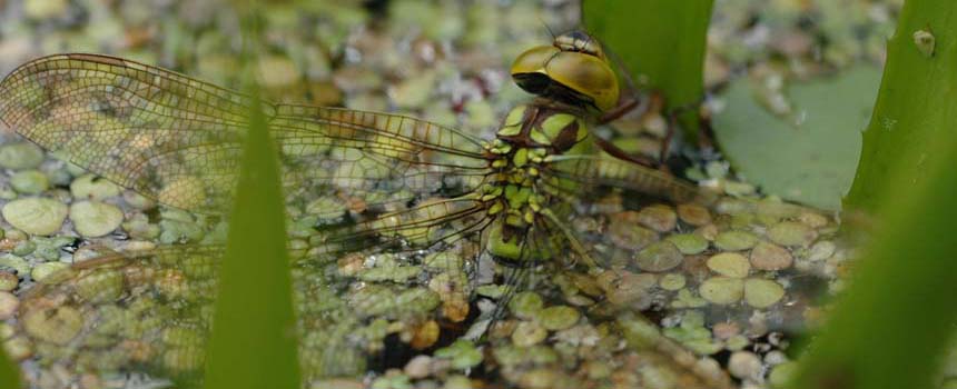 Groene glazenmaker (Aeshna viridis) - Foto: Bureau FaunaX