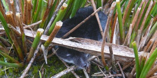 Waterspitsmuis - Foto: Bureau FaunaX